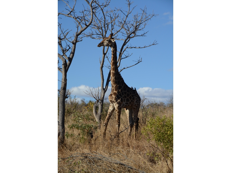 Parco nazionale Kruger: riserva Mthethomusha